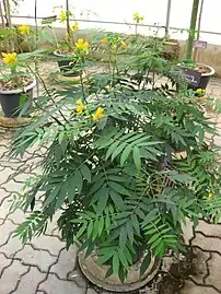 Arbrisseau Senna occidentalis, Jardin botanique de la reine Sirikit, Thaïlande