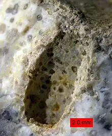 Gastrochaenolites portant un corail dans la formation de Matmor.