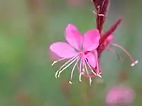 Fleur de Gaura lindheimeri rose.
