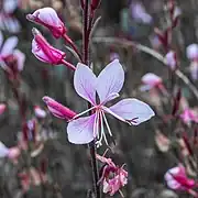 Fleur d'oenothera lindheimeri aux Pays-Bas.
