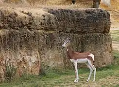 Gazelle de Mhorr dans la vallée des rhinocéros.