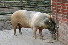 photo couleur montrant une femelle rouge ceinturée de blanc au niveau des pattes avant.