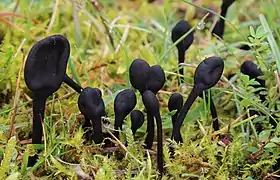 Trichoglossum hirsutum (Geoglossomycetes)