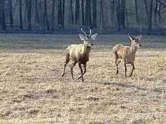 La forêt de Gemenc (hu), dans le parc national Duna-Dráva.