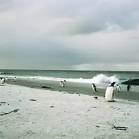 Manchot papou sur la côte de l'île des Lions de mer.