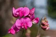 Merci à plantent.org