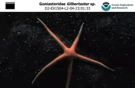 Une Gilbertaster sp. photographiée entre 2000 et 3&nbsp;000&nbsp;m de profondeur par la mission Okeanos Explorer.