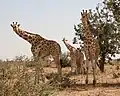 Girafes.