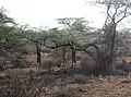 La gazelle girafe a la particularité de se nourrir là ou aucune autre antilope ne peut aller, à 3&nbsp;mètres au-dessus du sol, dressée sur ses longues pattes arrière, le corps et le cou tendu à la verticale.