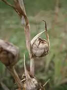 Fruit libérant ses graines