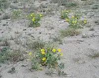 Pavot jaune des sables