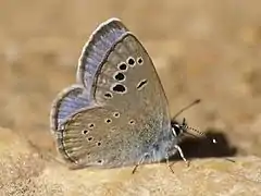 Glaucopsyche melanops