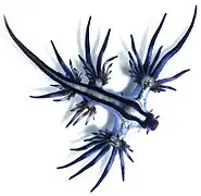 Glaucus atlanticus,un Glaucidae.