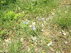Globulaire commune(puy de la Colline).