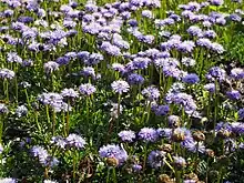 Globulaires à feuilles en cœur.