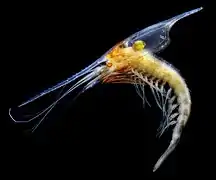 Gnathophausia zoea (Lophogastrida)