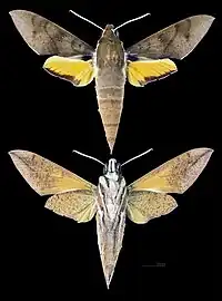 Gnathothlibus eras MHNT