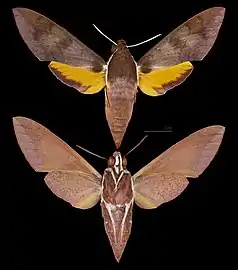 Gnathothlibus erotus  MHNT