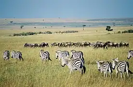 Zèbres des plaines et gnous dans la réserve nationale du Masai Mara au Kenya.