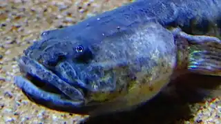 Gobioides broussonnetii