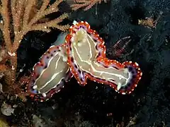 Goniobranchus decorus