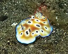 Goniobranchus leopardus