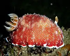 Goniobranchus reticulatus