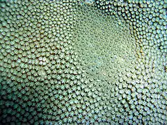 Goniastrea fruiticosa