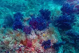 Ces spécimens semblent bleutés en raison de la profondeur.