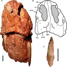 Museau en vue antérieure et dentition de Gorynychus masyutinae. Photographie (à gauche) et dessin d'interprétation du crâne (en haut à droite) en vue antérieure. En bas à droite, incisive désarticulée trouvée associée au crâne en vue présumée antérieure ou antérolatérale.