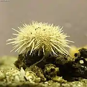 Gracilechinus lucidus.