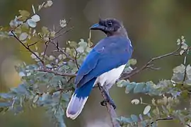 Cyanocorax cristatellus