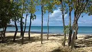 Cordon de forêt côtière.