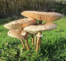 Groupe de 30&nbsp;cm de hauteur.