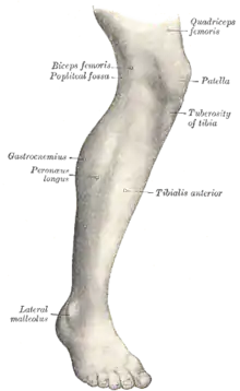 Les muscles de la face externe du genou.