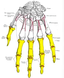 Insertion sur les phalanges moyenne et distales de l'index du muscle extenseur de l'index (Ext. digitorum communis and ext. indicis proprius).