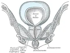 Coupe coronale de la partie antérieure du bassin, passant par l'arc pubien. Vu de face.