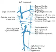 Diagramme montrant l'achèvement du développement des veines pariétales.