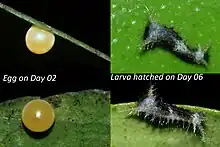 Oeuf et chenille au premier stade