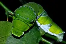 Chenille de Papilio memnon imitant un serpent