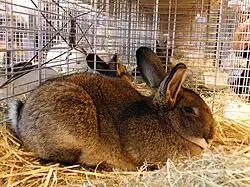 Lapin gris de Vienne.