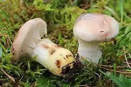 Gomphidius glutinosus (Gomphidiaceae).