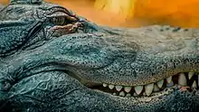 Vue de profil de la gueule d'un alligator, avec les dents bien visibles et des petits points noirs sur le pourtour de la gueule.