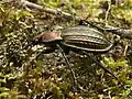Carabus cancellatus (Aude, France)