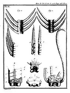 Premier mémoire, pl. 3 : diverses portions de fossile