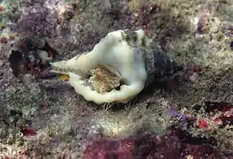 G. muricinum à La Réunion.