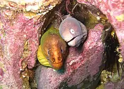 Avec une Gymnothorax prasinus