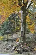 Arbre votif en France, rattaché au culte de la Vierge (Vosges comtoises)