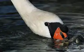 Alimentation en surface.