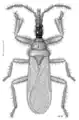 Enicocephalidae, Systelloderini: Systelloderes maclachlani, de Nouvelle-Zélande